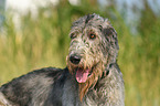 Irish Wolfhound Portrait