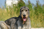 Irish Wolfhound Portrait