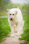 running Irish Wolfhound