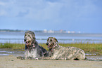 lying Irish Wolfhounds