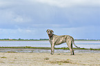 standing Irish Wolfhound