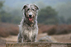 Irish Wolfhound