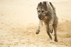 running Irish Wolfhound