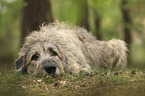 lying Irish Wolfhound