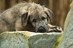 Irish Wolfhound Puppy