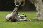 playing Irish Wolfhounds