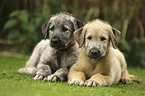 lying Irish Wolfhound Puppies