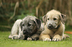 lying Irish Wolfhound Puppies