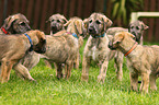 sighthound puppies