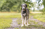 Irish Wolfhound