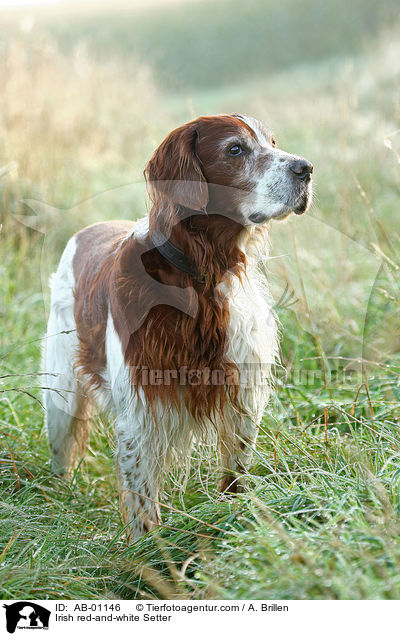 Irish red-and-white Setter / AB-01146