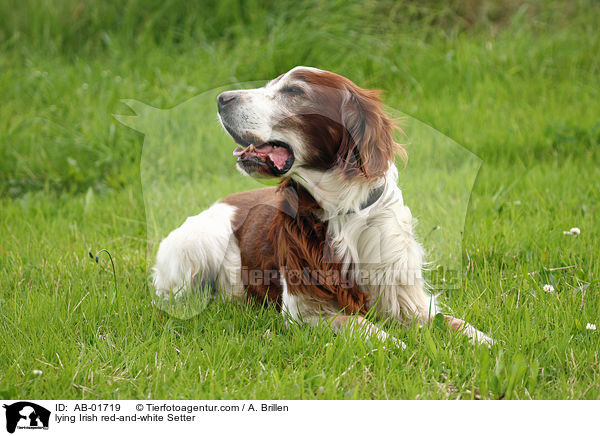 lying Irish red-and-white Setter / AB-01719