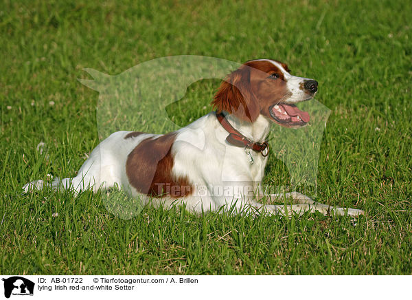 lying Irish red-and-white Setter / AB-01722