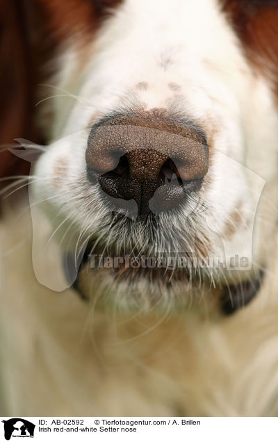 Irish red-and-white Setter Nase / Irish red-and-white Setter nose / AB-02592