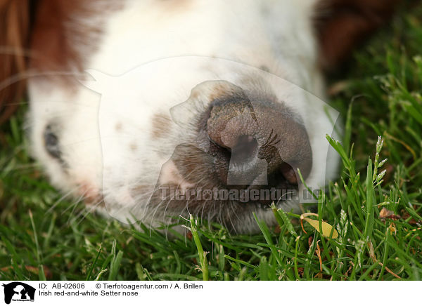 Irish red-and-white Setter nose / AB-02606