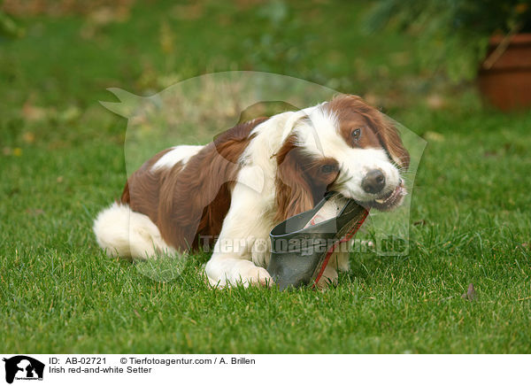 Irish red-and-white Setter zerkaut Schuh / Irish red-and-white Setter / AB-02721