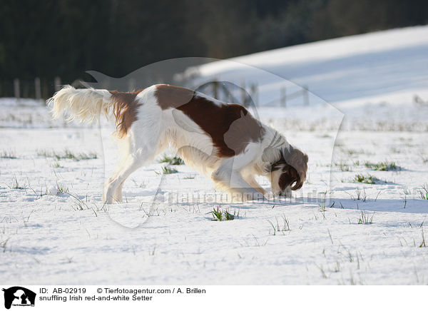 schnuppernder Irish red-and-white Setter / snuffling Irish red-and-white Setter / AB-02919