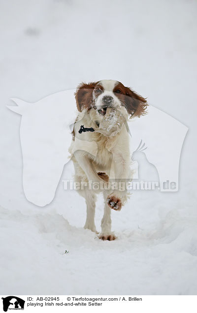 spielender Irish red-and-white Setter / playing Irish red-and-white Setter / AB-02945