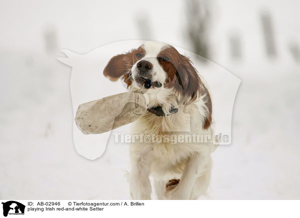 spielender Irish red-and-white Setter / playing Irish red-and-white Setter / AB-02946