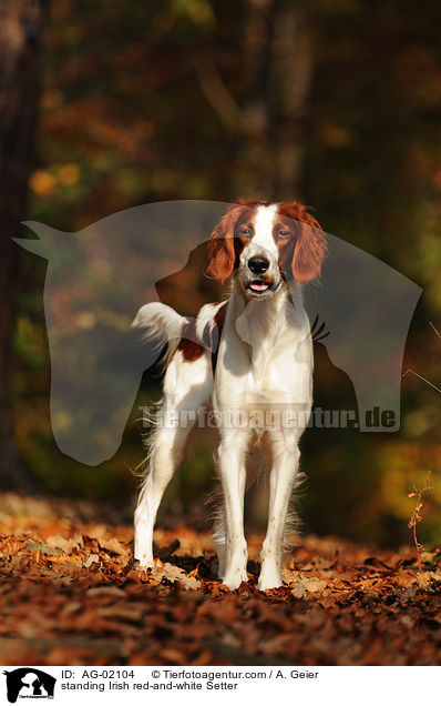 stehender Irish red-and-white Setter / standing Irish red-and-white Setter / AG-02104