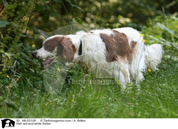 Irish red-and-white Setter / AB-03108