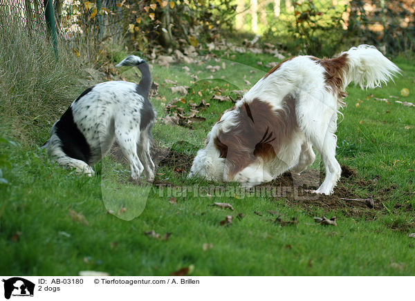 2 Hunde / 2 dogs / AB-03180