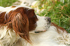 Irish red-and-white Setter Portrait