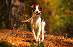 playing Irish red-and-white Setter