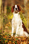 sitting Irish red-and-white Setter