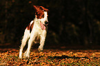 running Irish red-and-white Setter