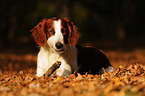 lying Irish red-and-white Setter