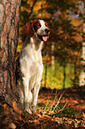 sitting Irish red-and-white Setter