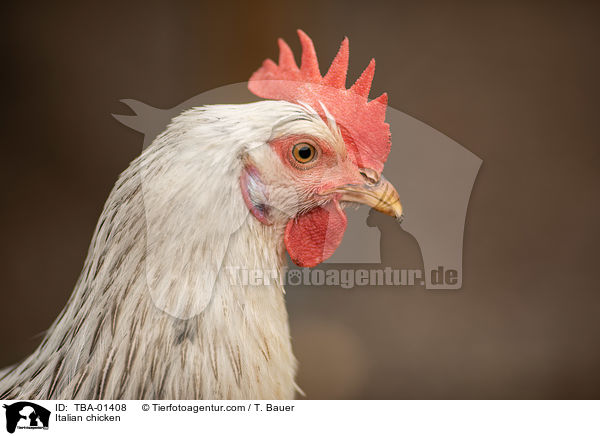 Italiener-Huhn / Italian chicken / TBA-01408