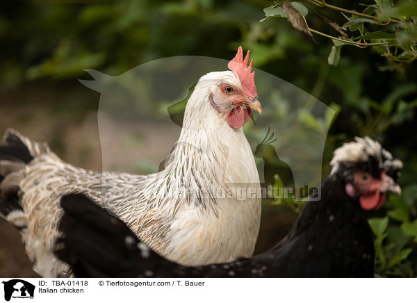 Italiener-Huhn / Italian chicken / TBA-01418