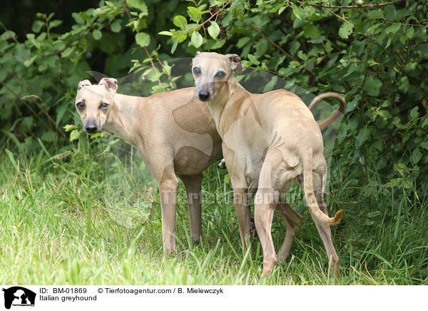 Italian greyhound / BM-01869