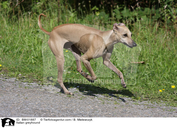 Italienisches Windspiel / Italian greyhound / BM-01887