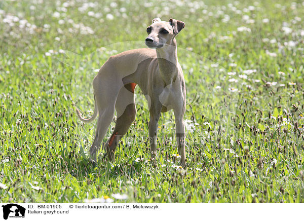 Italienisches Windspiel / Italian greyhound / BM-01905