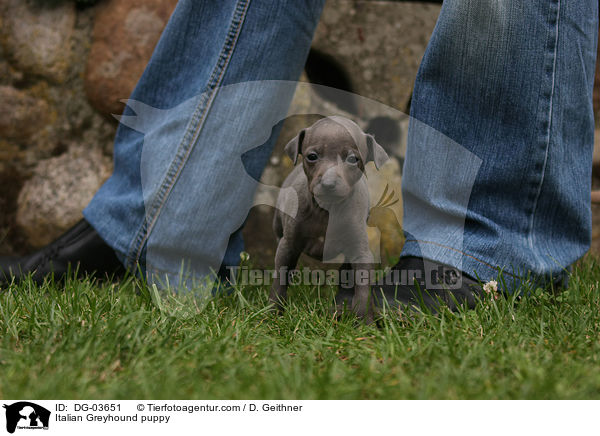 Italian Greyhound puppy / DG-03651