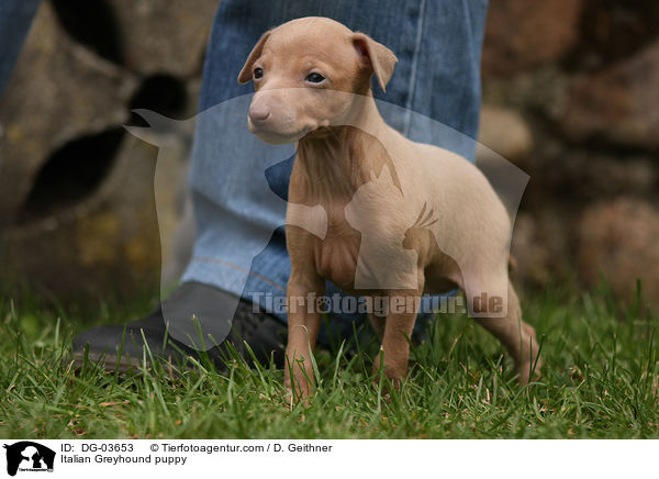 Italian Greyhound puppy / DG-03653