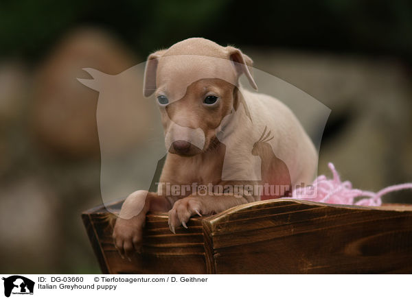 Italienisches Windspiel Welpe / Italian Greyhound puppy / DG-03660