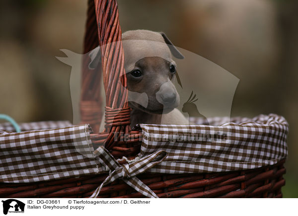 Italienisches Windspiel Welpe / Italian Greyhound puppy / DG-03661