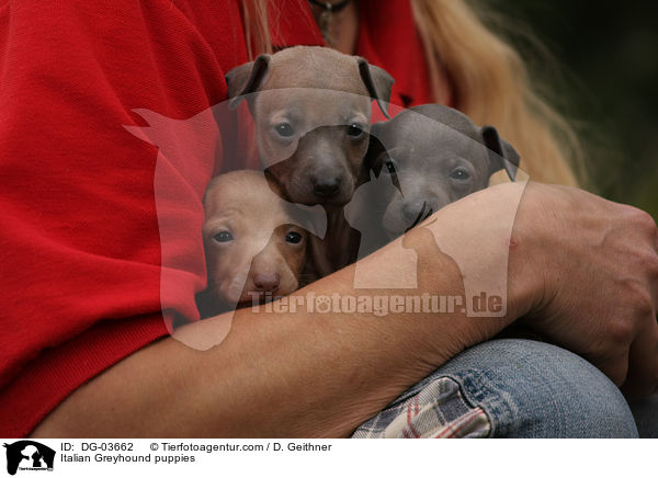 Italienisches Windspiel Welpen / Italian Greyhound puppies / DG-03662