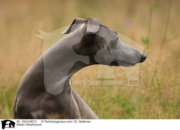 Italienisches Windspiel / Italian Greyhound / DG-03673