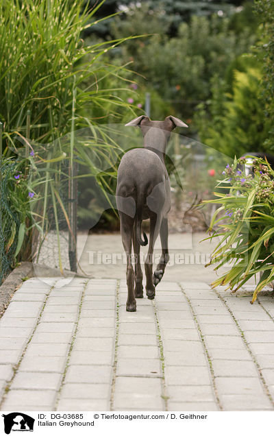 Italienisches Windspiel / Italian Greyhound / DG-03685