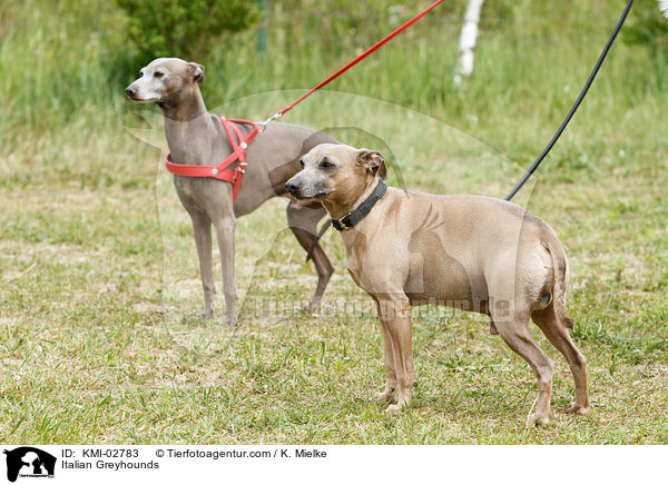 Italienische Windspiele / Italian Greyhounds / KMI-02783
