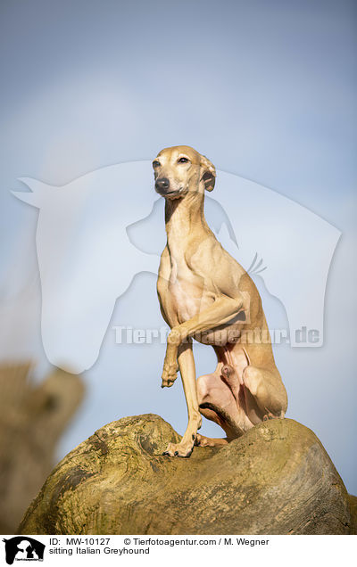 sitzendes Italienisches Windspiel / sitting Italian Greyhound / MW-10127