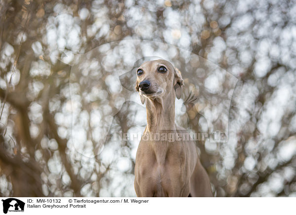 Italian Greyhound Portrait / MW-10132