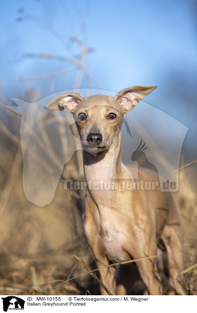 Italienisches Windspiel Portrait / Italian Greyhound Portrait / MW-10155