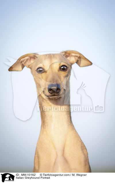 Italienisches Windspiel Portrait / Italian Greyhound Portrait / MW-10162