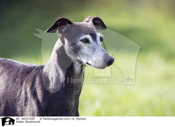 Italienisches Windspiel / Italian Greyhound / AH-01297